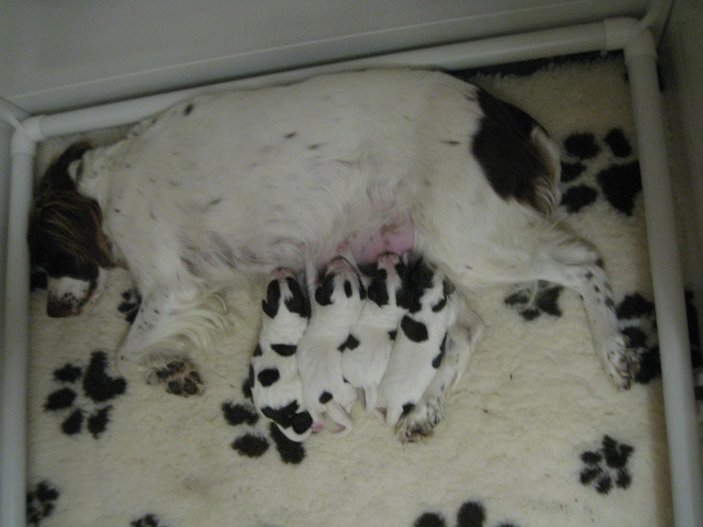 Chiot Epagneul Français De La Coulee Ayguebelle