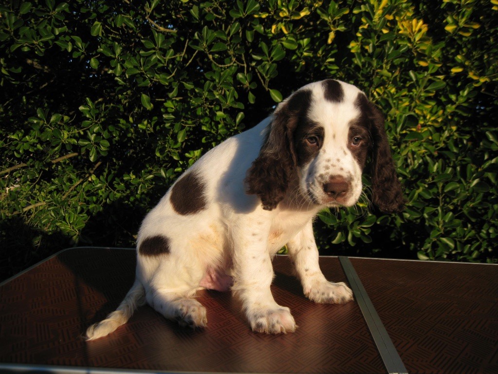 De La Coulee Ayguebelle - Chiots disponibles - Epagneul Français